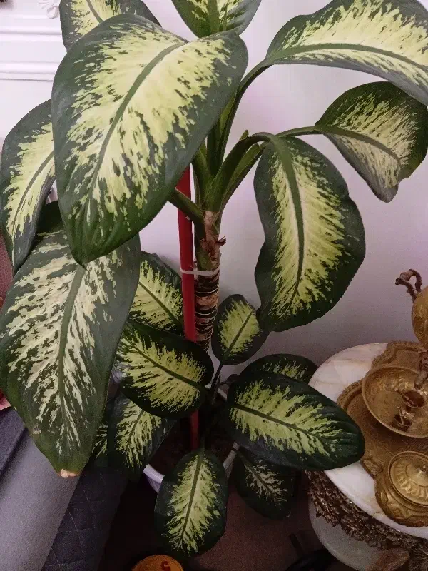 گل طبیعی دیفن باخیا|گل و گیاه طبیعی|خسروشاه, |دیوار