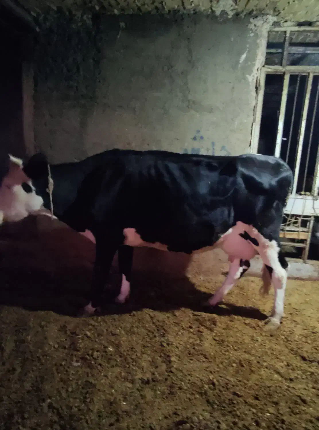 گاو|حیوانات مزرعه|چگنی, |دیوار