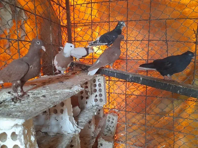 رنگی|پرنده|رامهرمز, |دیوار