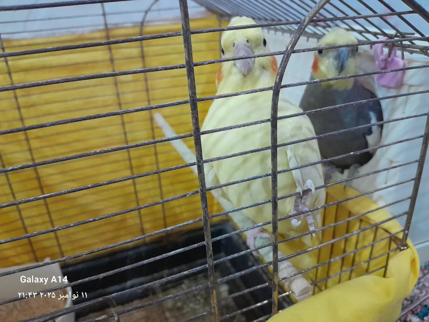 عروس هلندی|پرنده|مشگین شهر, |دیوار