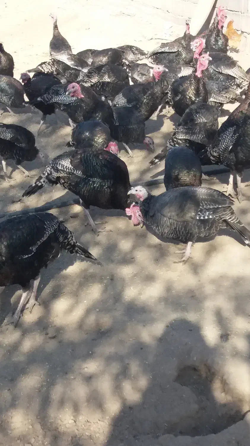 بوقلمون|حیوانات مزرعه|ساوه, |دیوار