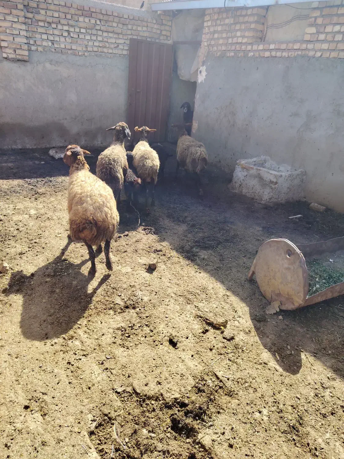 گوسفند|حیوانات مزرعه|فیروزه, |دیوار