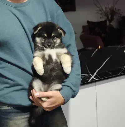 توله سگ پامر|سگ|زنجان, |دیوار