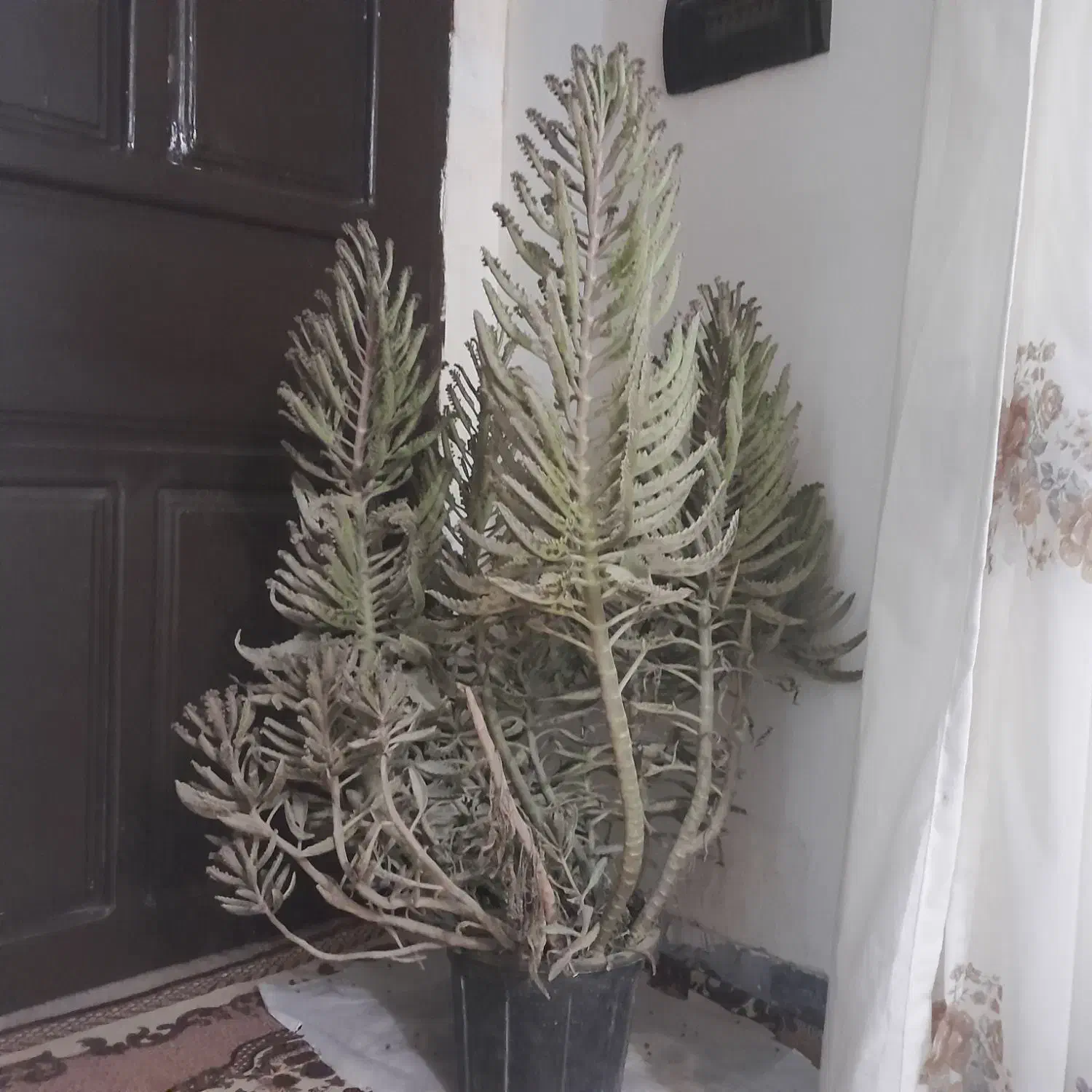 گل اشک عروس ۲ساله|گل و گیاه طبیعی|چابهار, |دیوار