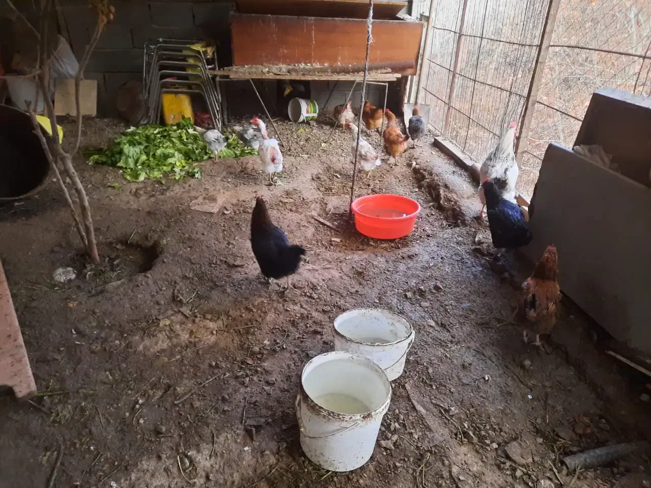 ۱۰  عدد مرغ   و ۱  خروس|حیوانات مزرعه|کوهسار (البرز), |دیوار