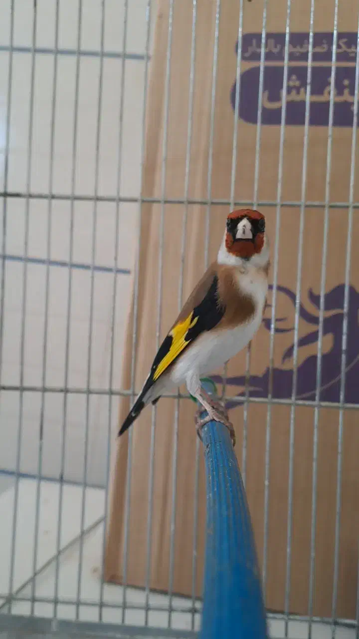 سهره طلسم دار سه ساله جفتی|پرنده|صحنه, |دیوار