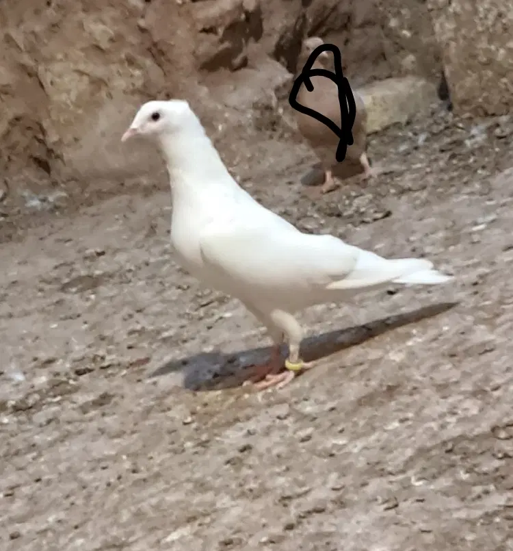 کبوتر|پرنده|راور, |دیوار