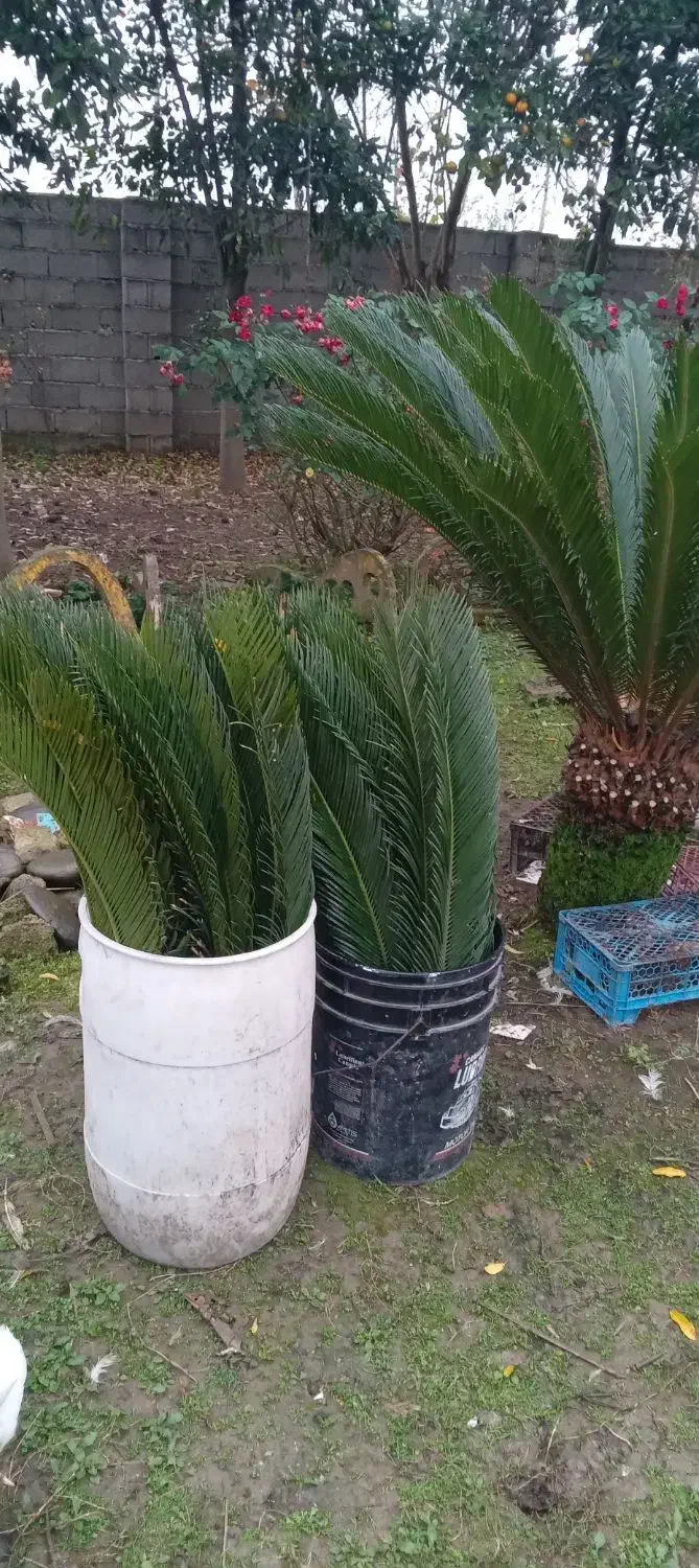 سیکاس|گل و گیاه طبیعی|سنگر, |دیوار