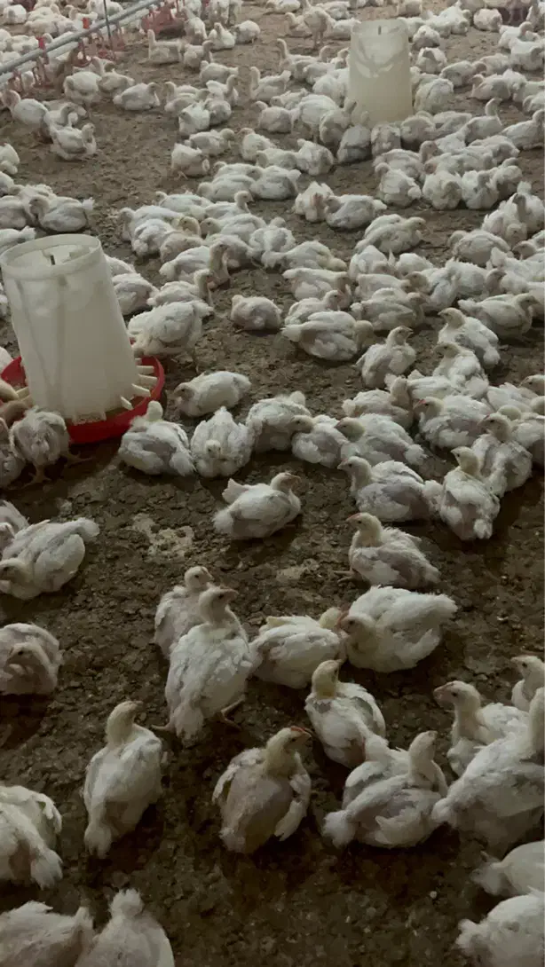 کار در مرغداری|استخدام صنعتی، فنی، مهندسی|اردبیل, |دیوار