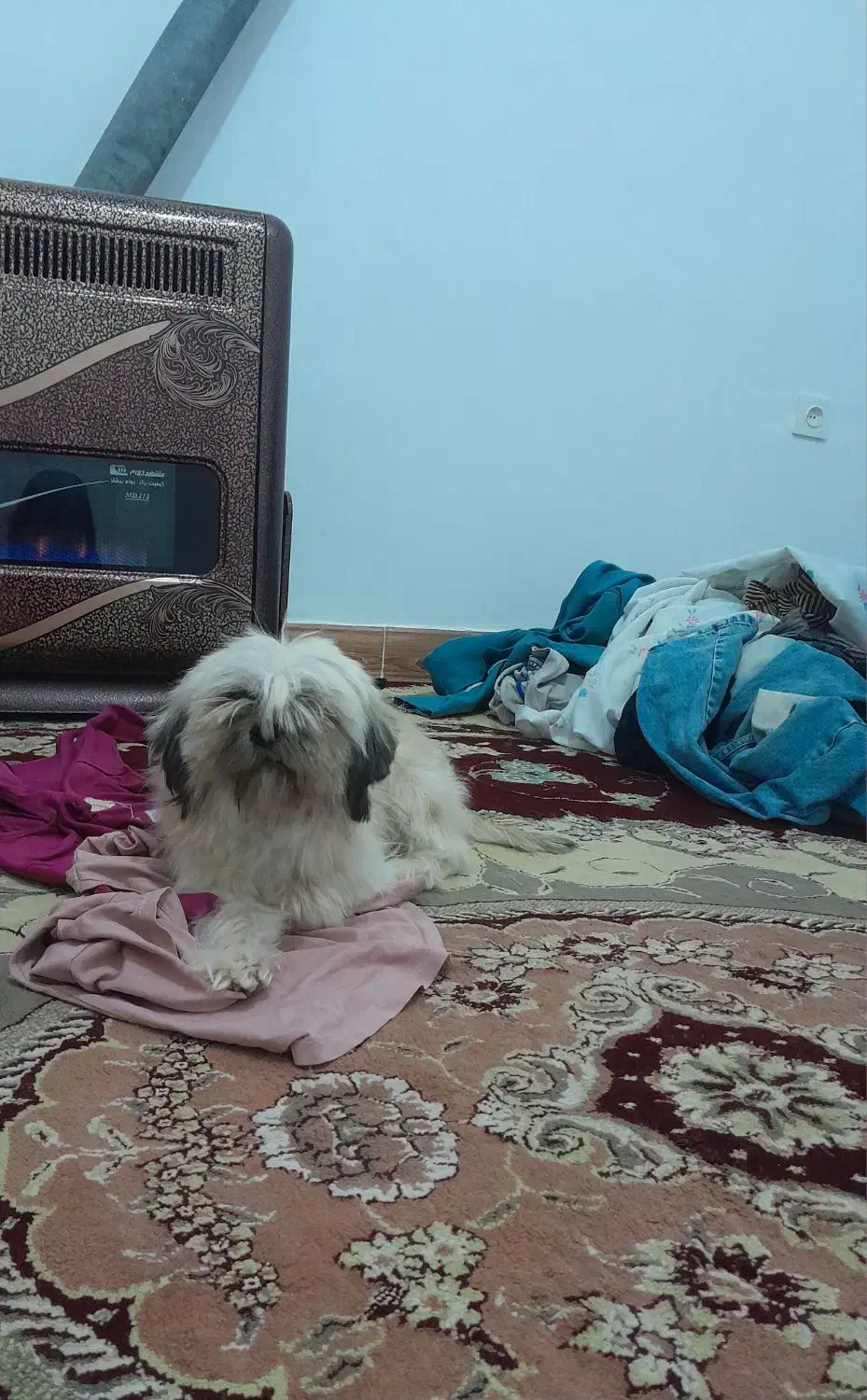 سگ پاکوتاه|حیوانات|قوچان, |دیوار