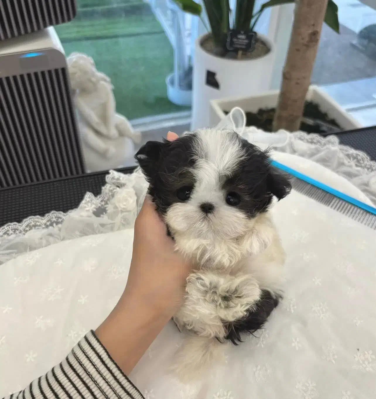 مالتیپو عروسکی 7500|سگ|تهران, جنت‌آباد مرکزی|دیوار