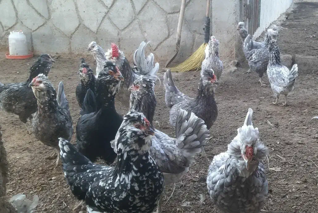 تخم نطفه دار مرغ و خروس گلین فول طوسی|حیوانات مزرعه|اصفهان, قائمیه|دیوار