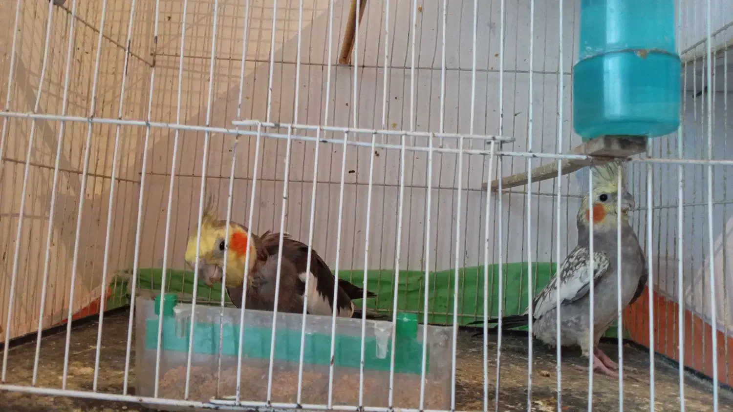 جفت عروس هلندی نر سیامون، ماده، گل باقالی|پرنده|قوچان, |دیوار