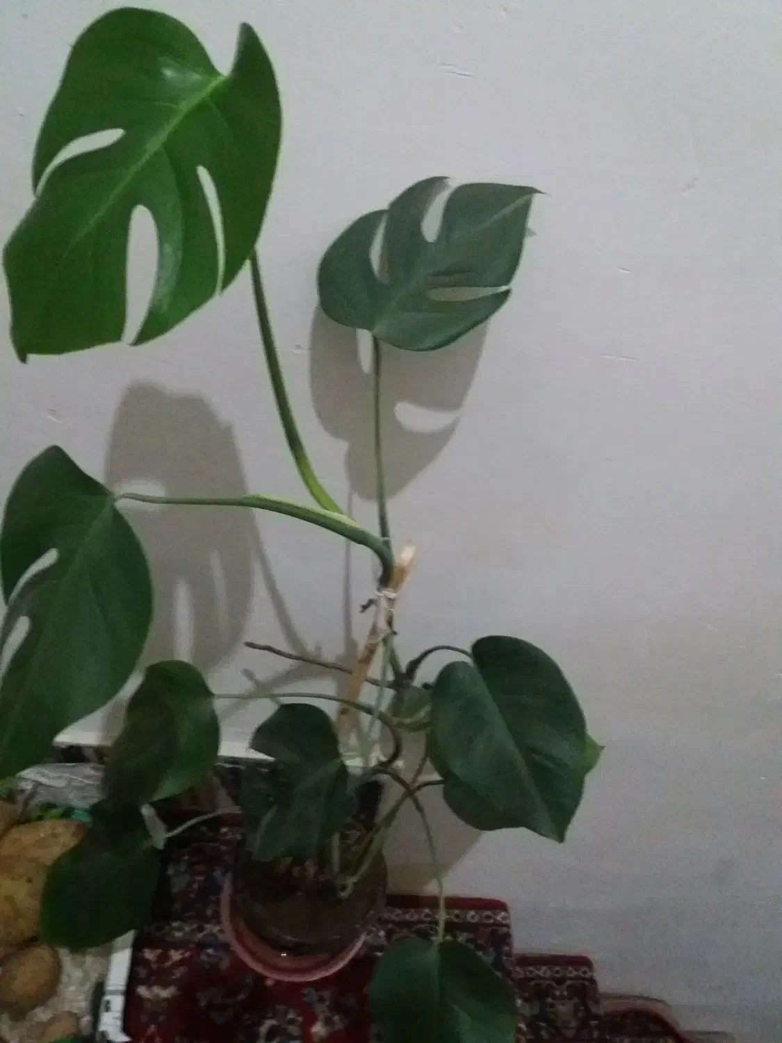 گل انجیری و قاشقی تعویض با ظرف گلسرخی|گل و گیاه طبیعی|کرمانشاه, |دیوار