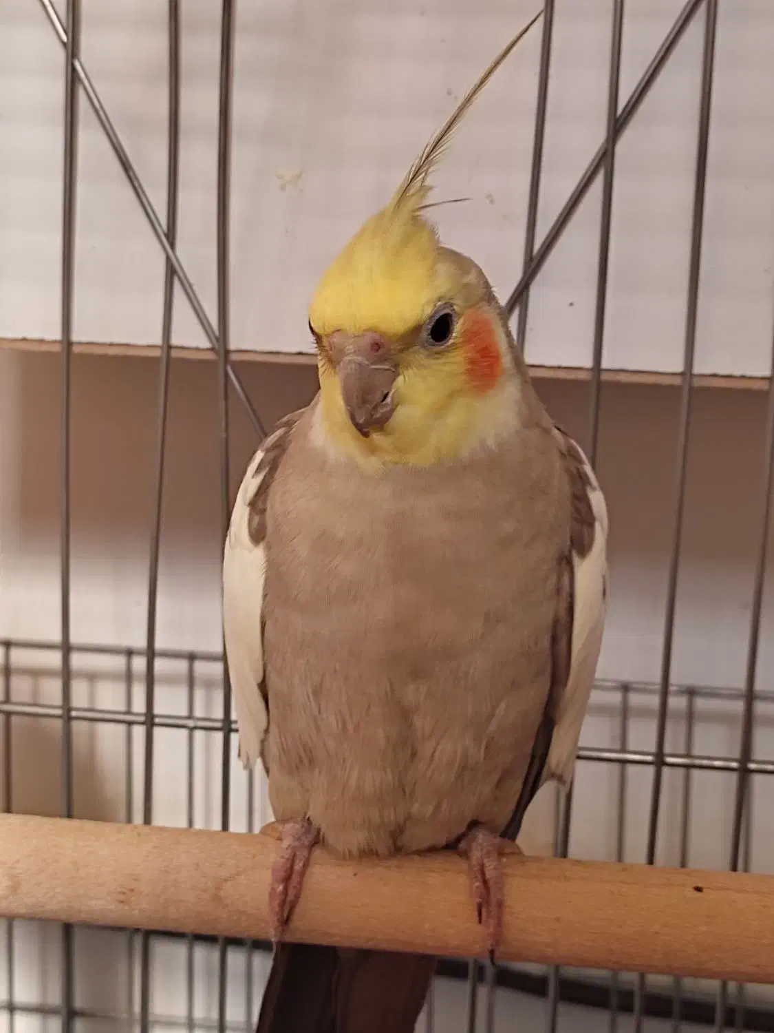 عروس هلندی|پرنده|میانه, |دیوار