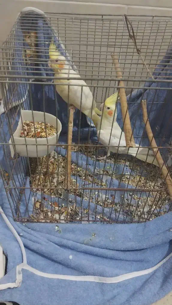 عروس هلندی|پرنده|بندرعباس, |دیوار