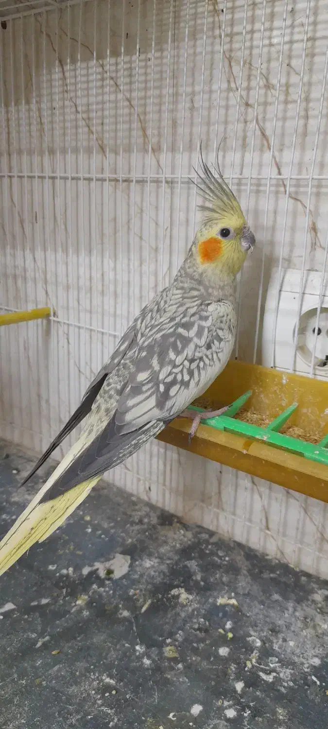 عروس دستی|پرنده|گلبهار, شهر جدید گلبهار|دیوار