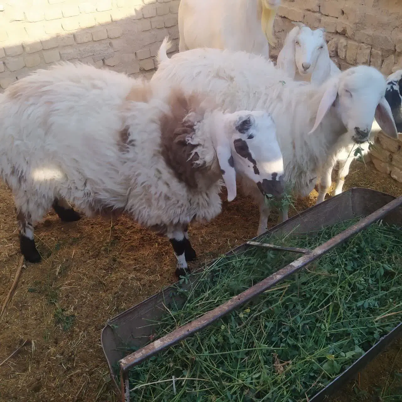 بره|حیوانات مزرعه|اردکان, |دیوار