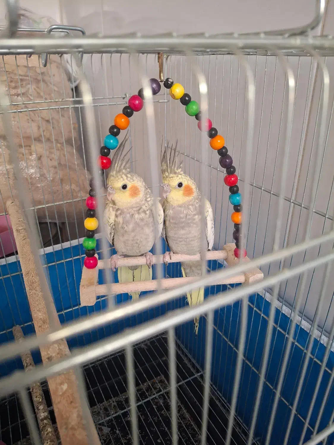 عروس هلندی فروشی|پرنده|برخوار, |دیوار