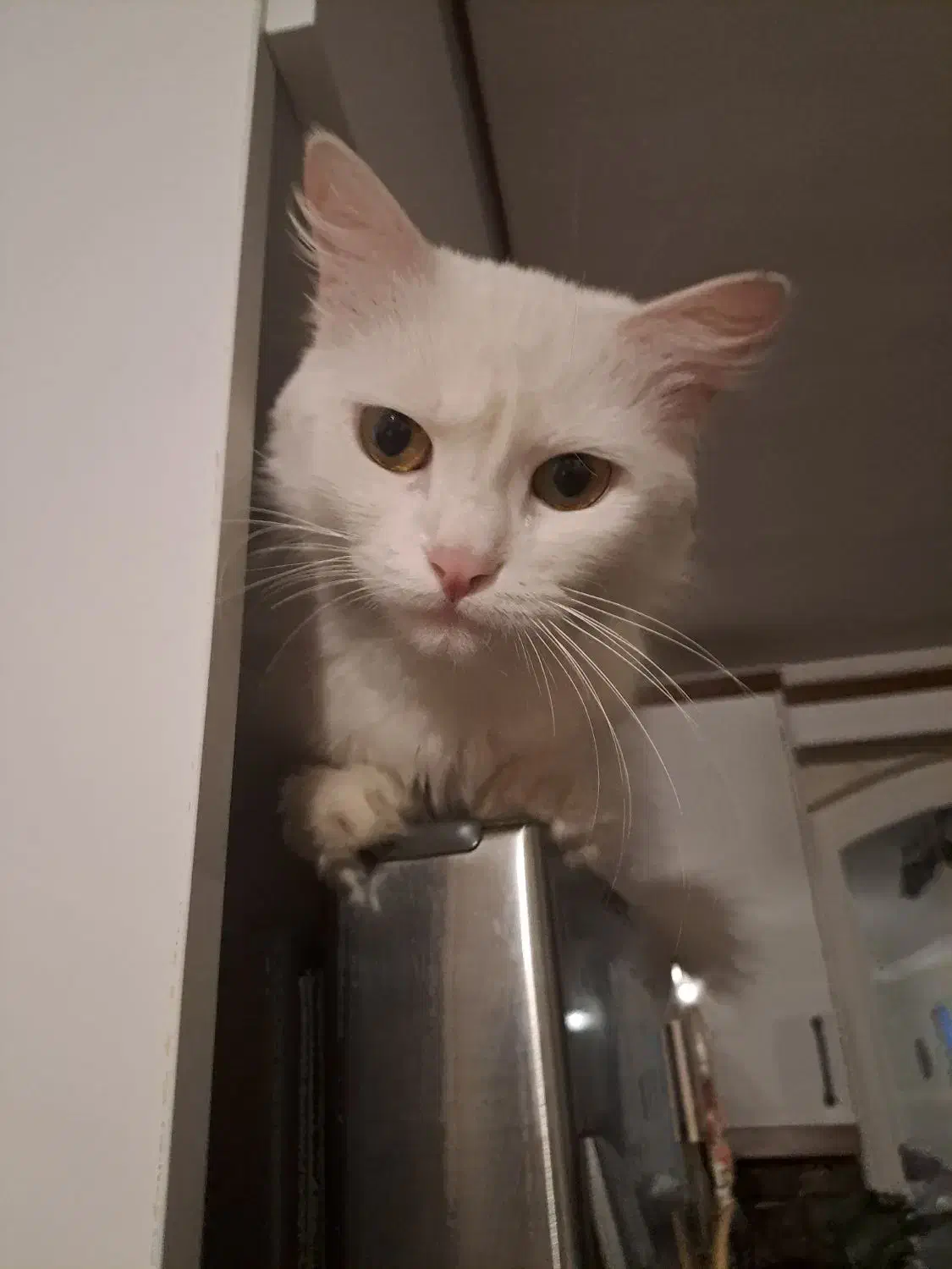 واگذاری گربه پرشین|گربه|رشت, گلسار|دیوار