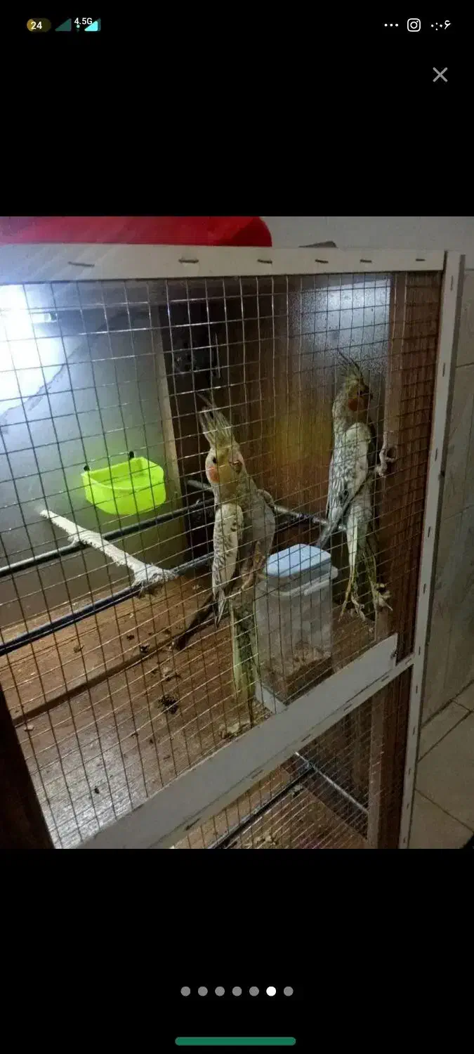 عروس هلندی دونی 800|پرنده|پاکدشت, حصار امیر|دیوار