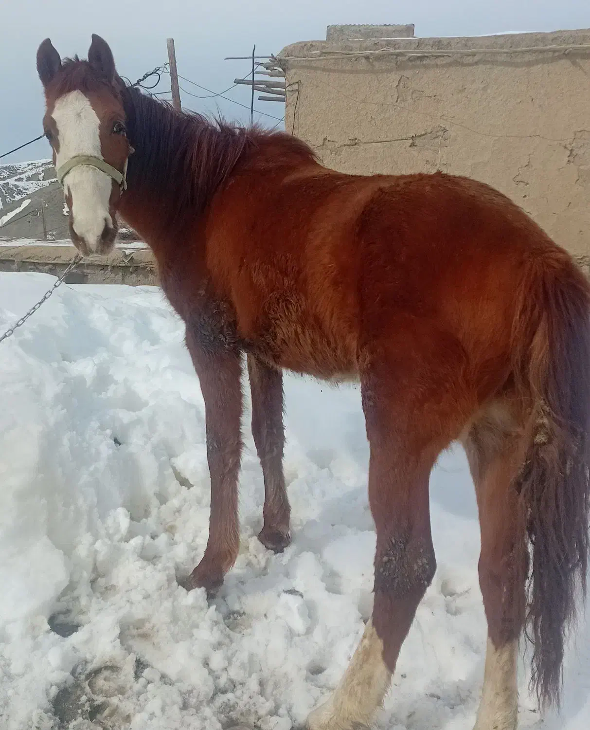 اسب جوون|اسب و تجهیزات اسب‌سواری|شیروان (خراسان), |دیوار