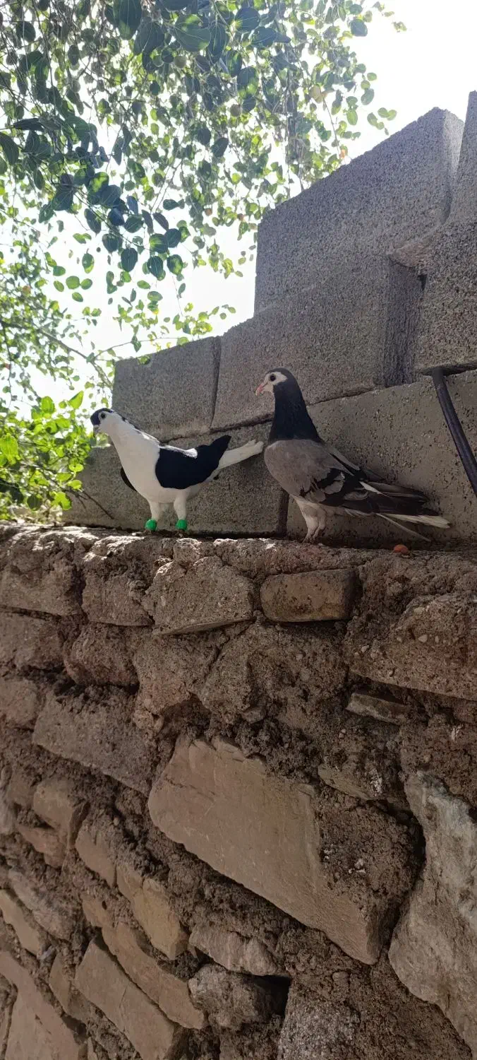 رنگی|پرنده|مسجد سلیمان, |دیوار