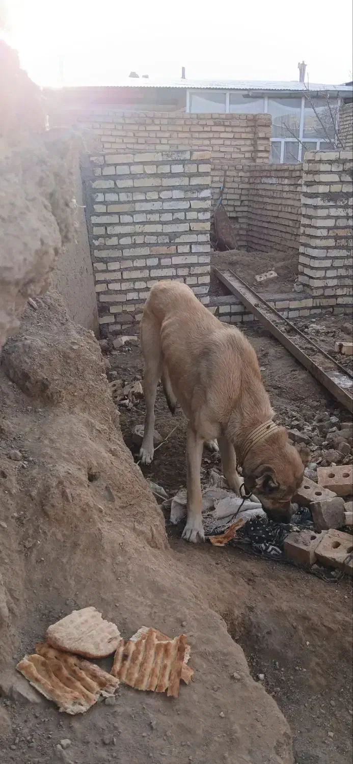 فروشی|سگ|ایجرود, |دیوار