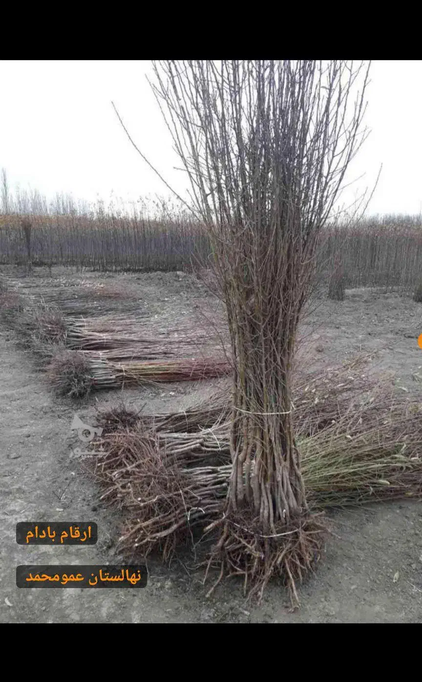 پسته پیوندی/ نیگرا/ بادام تونو/ فرانسیس|خدمات باغبانی و درختکاری|تفرش, |دیوار