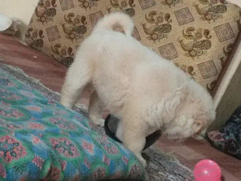 سگ پاکوتا کرمی|سگ|مشهد, طرق|دیوار