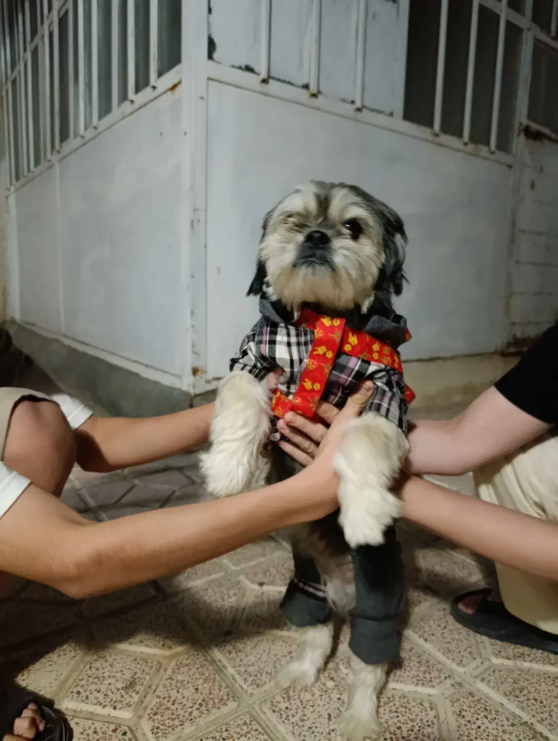 واگذاری رایگان شیتزو حرف گوش کن|سگ|پارسآباد, |دیوار