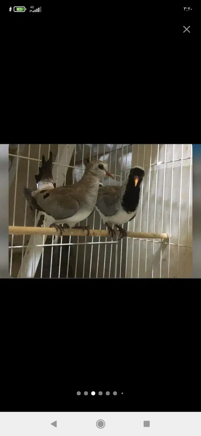 پرنده زینتی .،ناماکوا .فنچ ستاره ای ،گلدین|پرنده|بندر ماهشهر, |دیوار