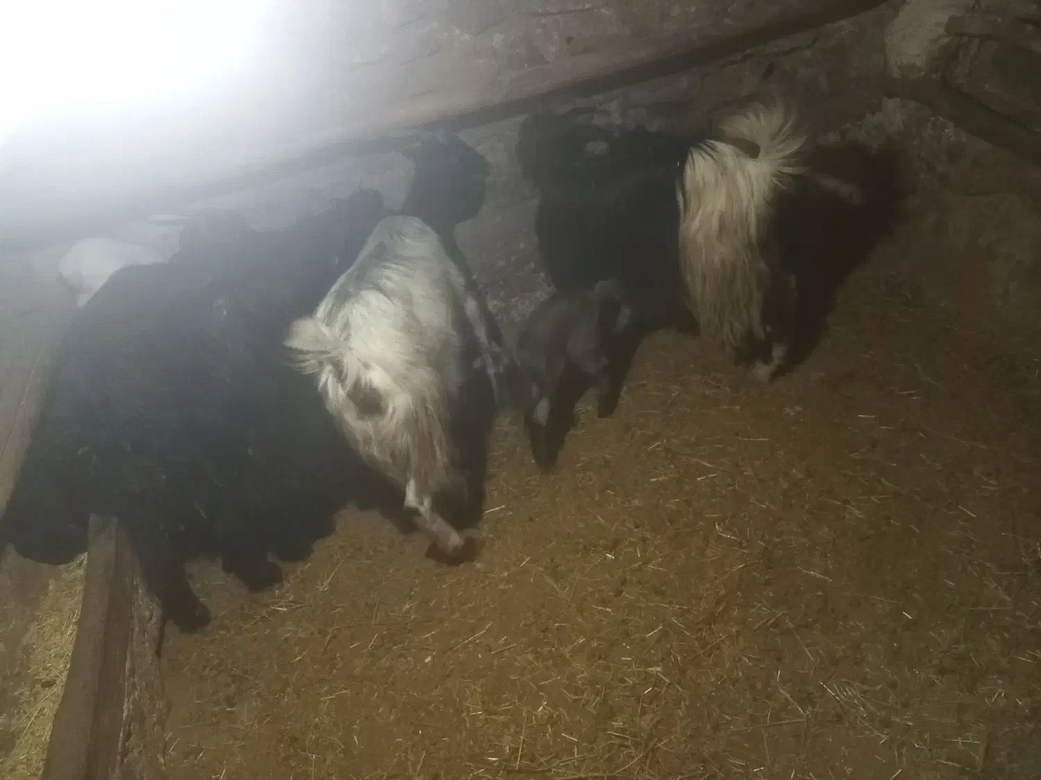 ۴عدد بز جوان شیری خانگی|حیوانات مزرعه|ساوه, |دیوار