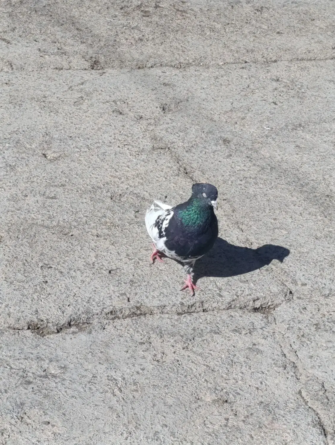 جفت طوقی کله ای نر سرته زرد نر|پرنده|خرم‌آباد, |دیوار