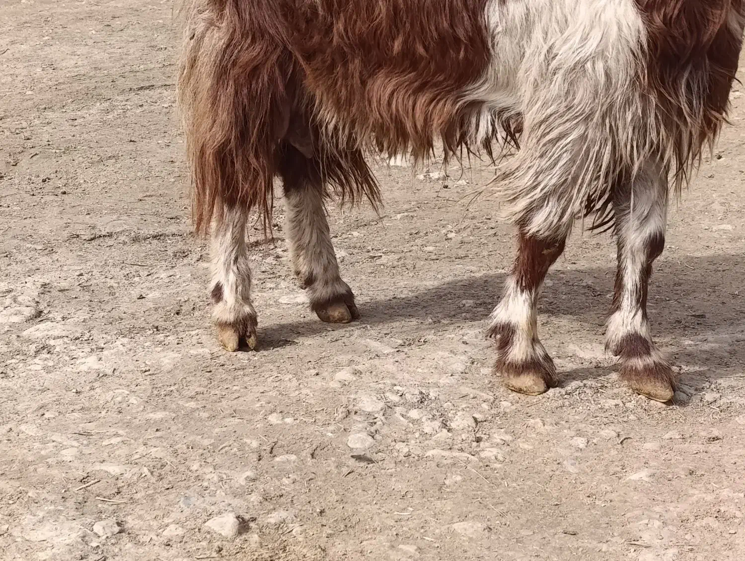 بز درشت آبستن دوقلو زا|حیوانات مزرعه|کوزران, |دیوار