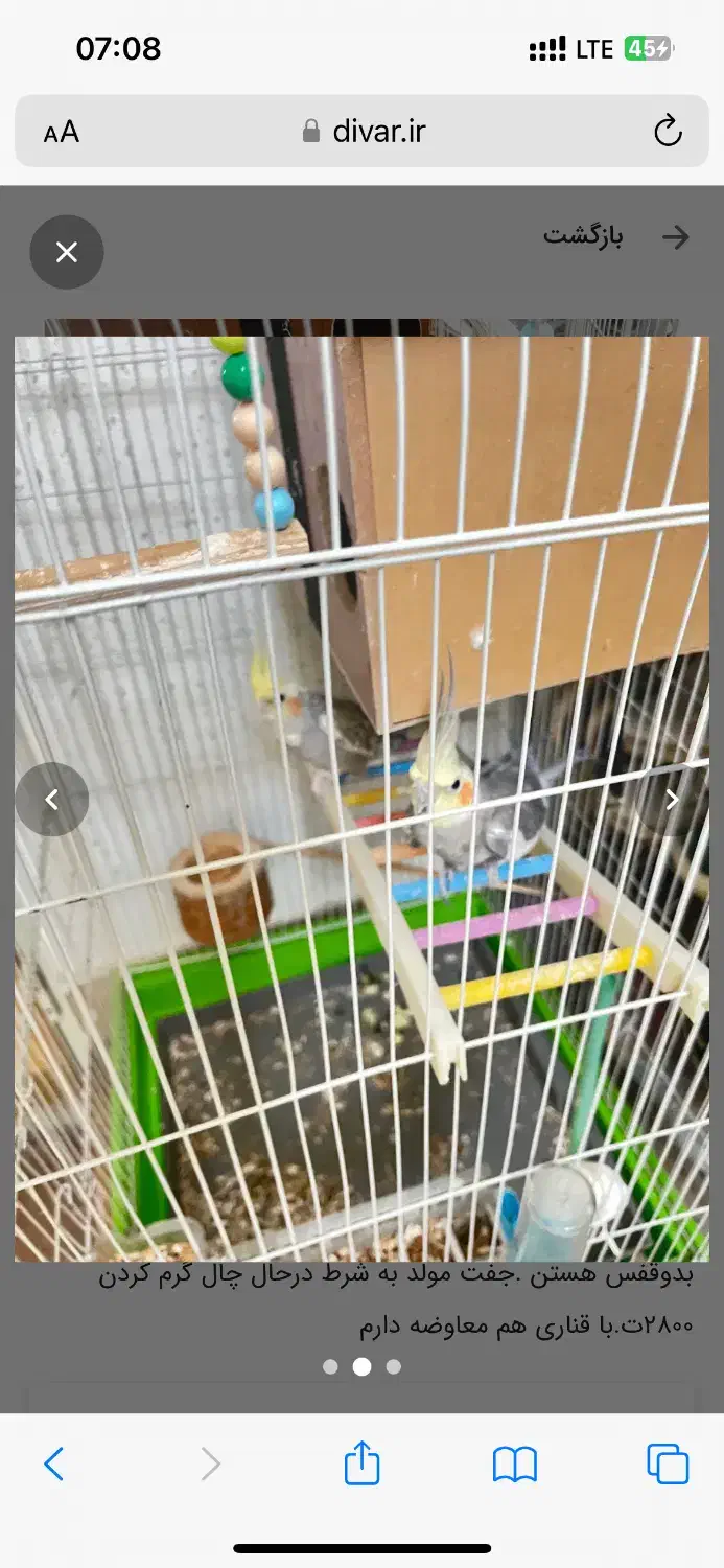 جفت عروس مولد.فوری|پرنده|شیراز, آبیاری|دیوار