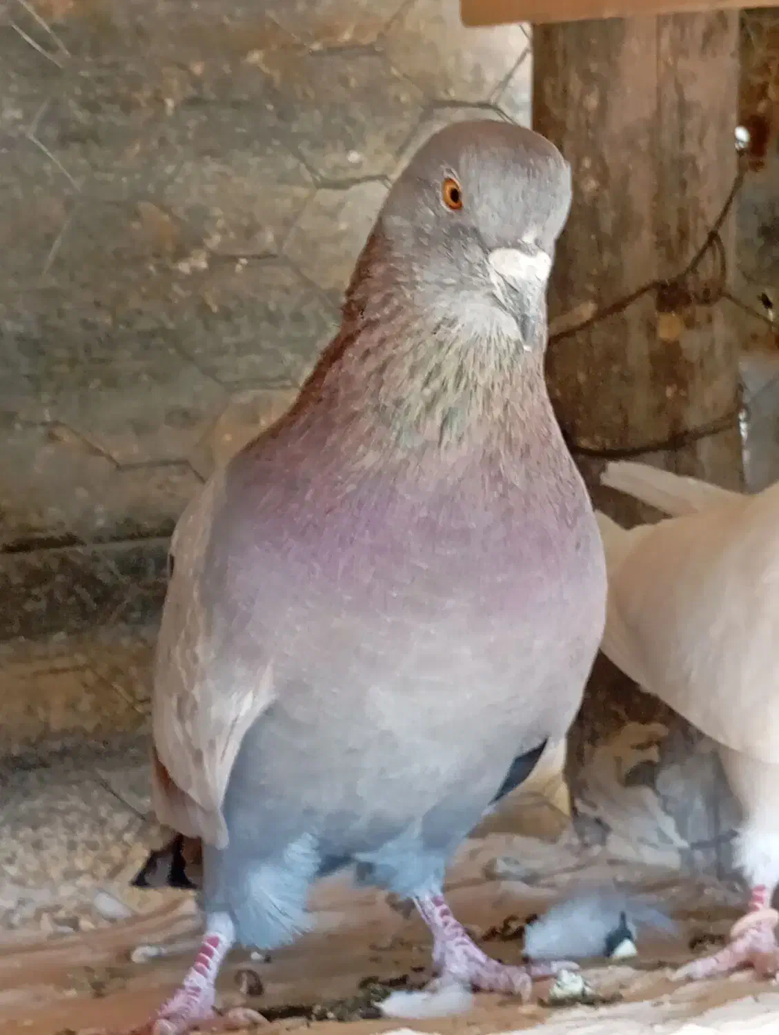 کبوتر کات|پرنده|اسلامآباد غرب, |دیوار