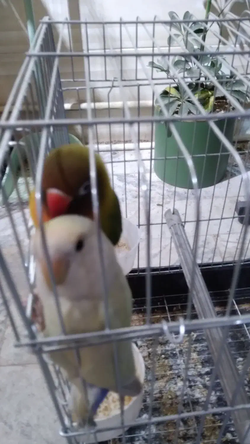 طوطی برزیلی نروماده|پرنده|بروجرد, |دیوار