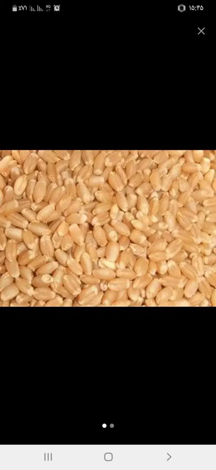 گندم آبی تمیز خریدارم به قیمت کیلویی ۲۲۰۰۰تومان|خدمات باغبانی و درختکاری|بروجن, |دیوار