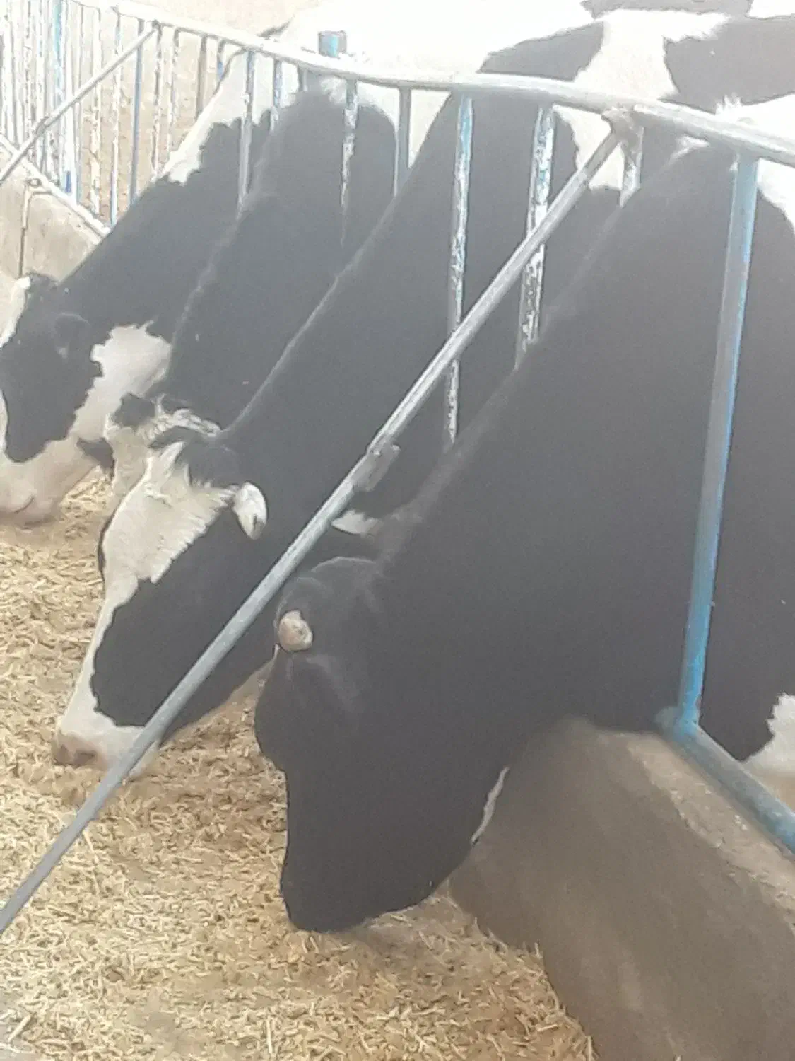 گاو تلیسه|حیوانات مزرعه|نیشابور, خط کاشمر|دیوار