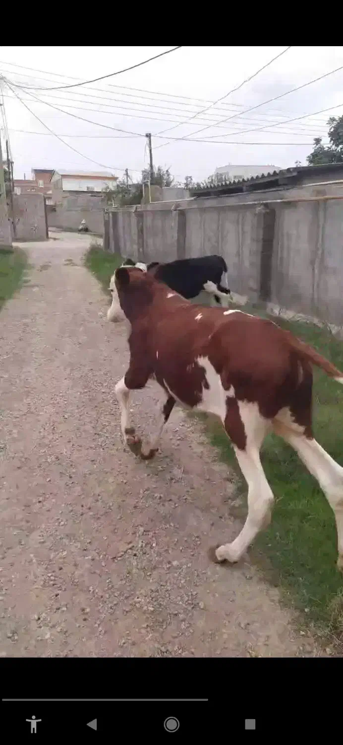 گوساله سیمینتال نر قرمز گاو|حیوانات مزرعه|گرگان, |دیوار