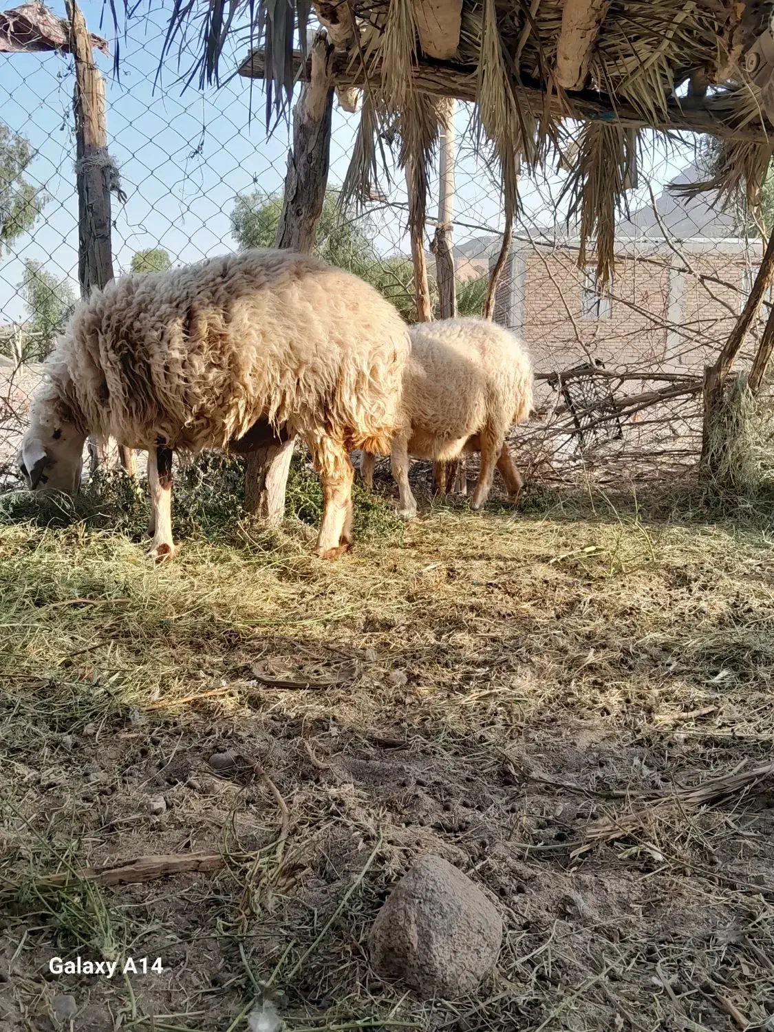 دوعددمیش آبستن|حیوانات مزرعه|عنبرآباد, |دیوار