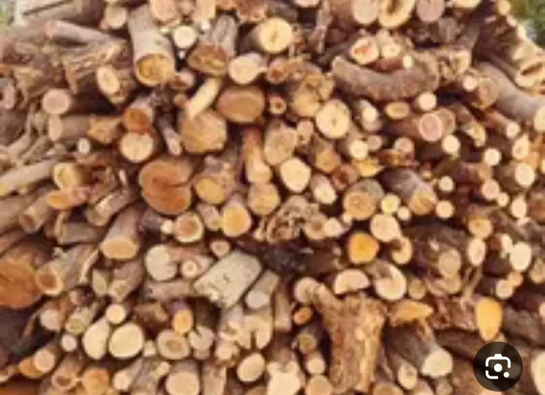 چوب خشک درخت آکالیپتوس|خدمات باغبانی و درختکاری|اندیمشک, |دیوار