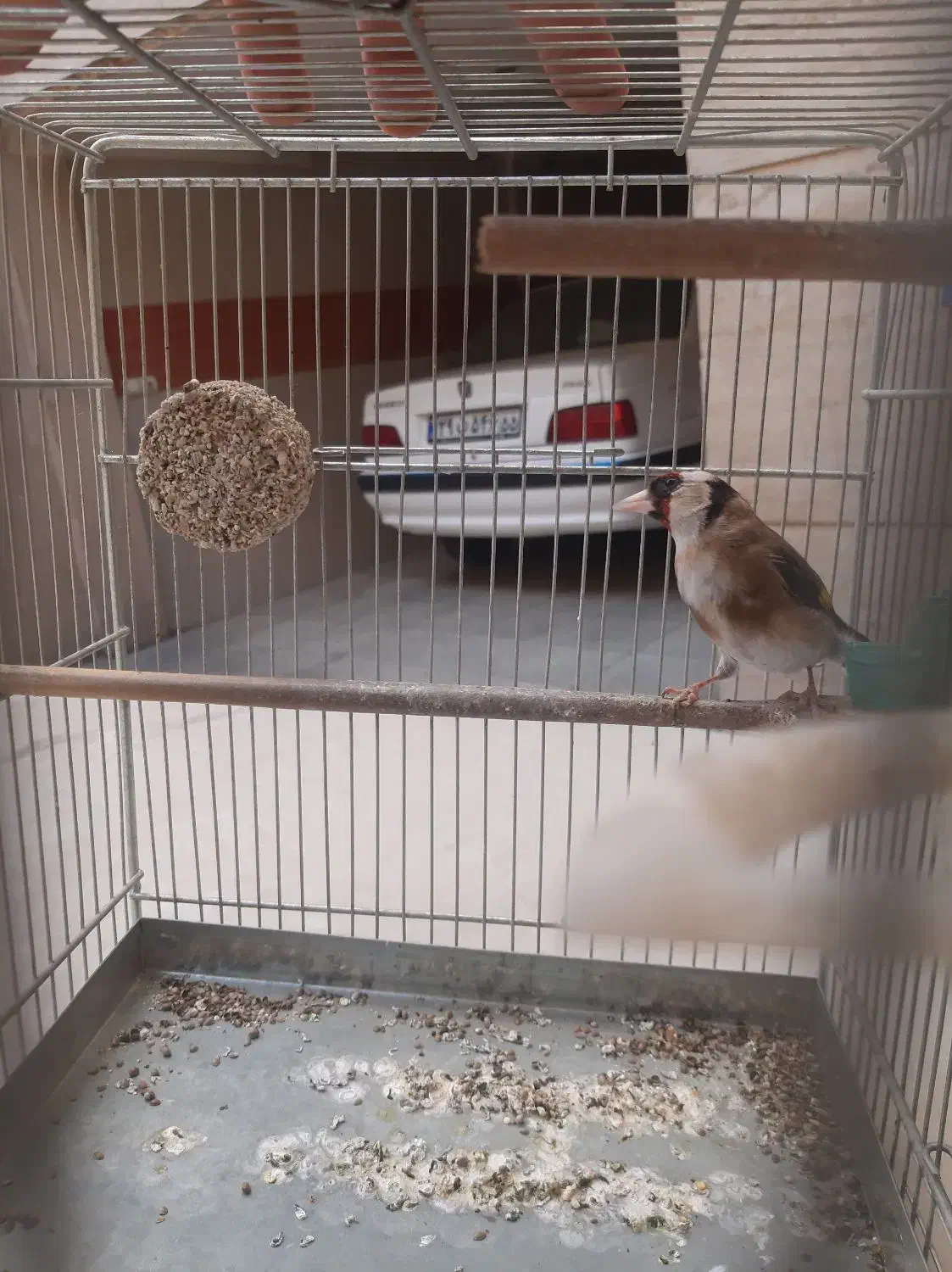 سهره نر|پرنده|تهران, مشیریه|دیوار