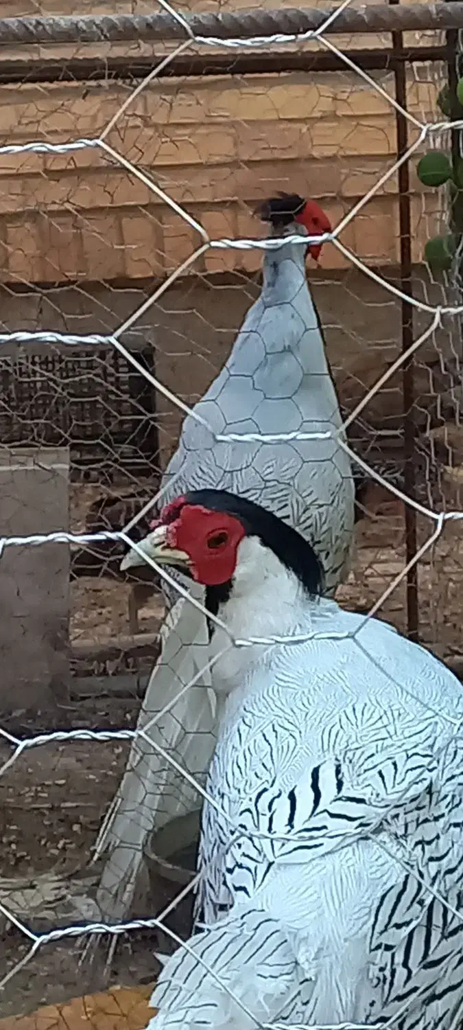 پرنده زینتی|پرنده|بیرجند, |دیوار