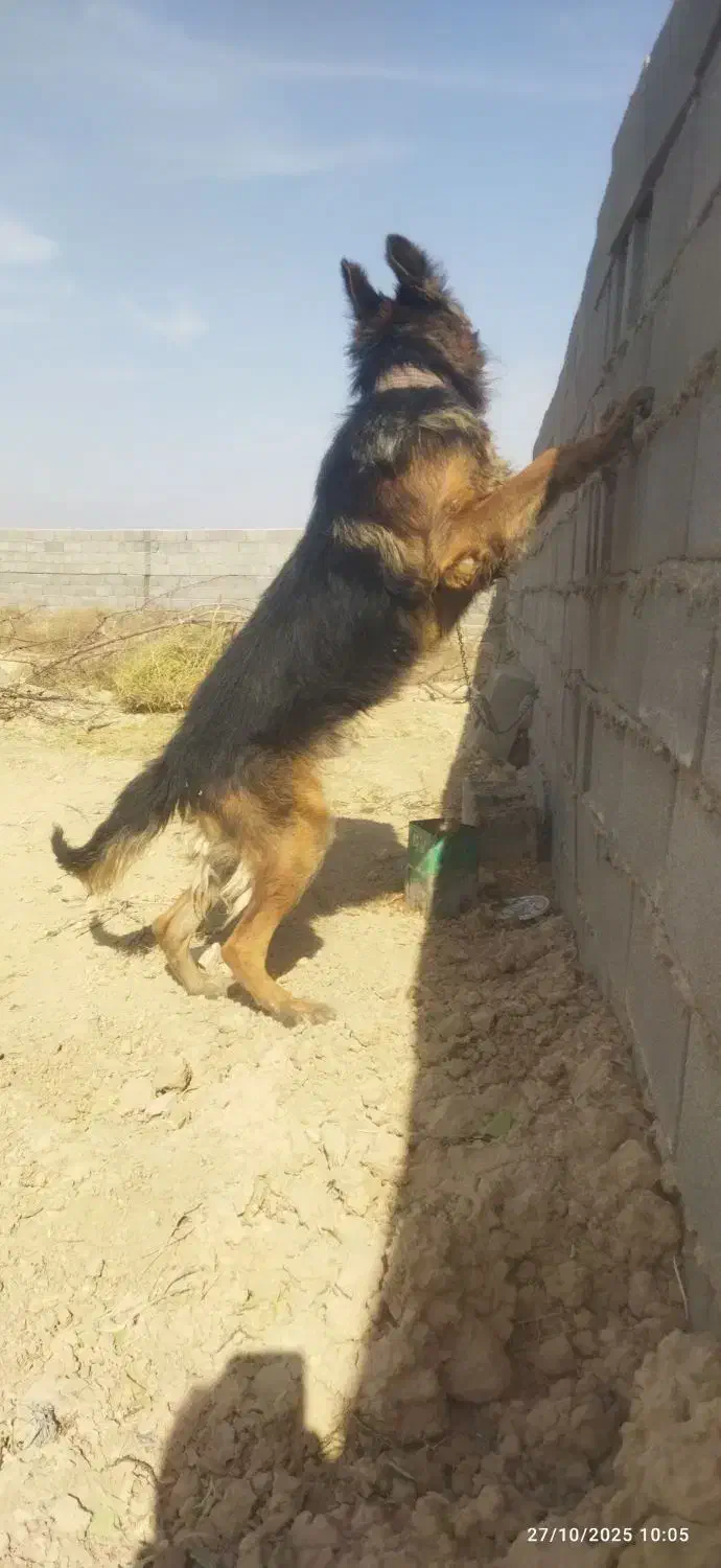 سلام یک ژرمن|سگ|تهران, ایرانشهر|دیوار