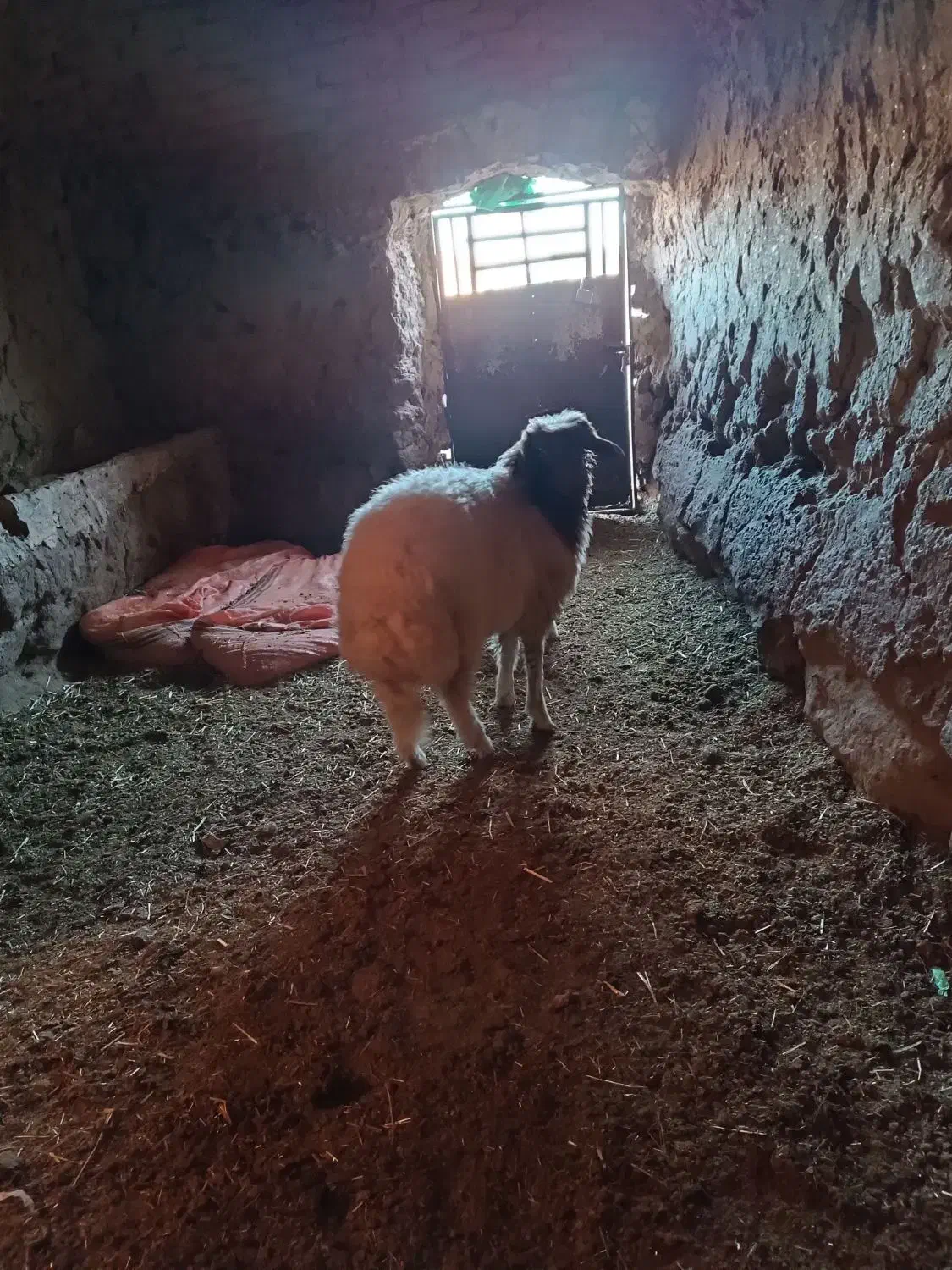 بره گشبور سنجابی|حیوانات مزرعه|تایباد, |دیوار