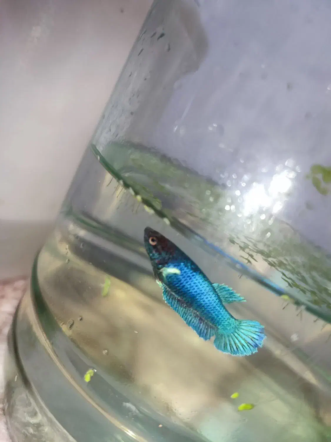 ماهی فایتر|ماهی|چناران, |دیوار