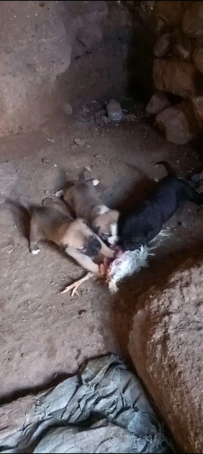 ووااگذ|سگ|سراب, |دیوار