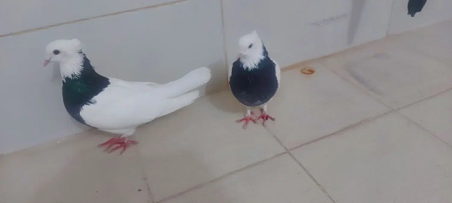 طوقی مفت|پرنده|بیرجند, |دیوار